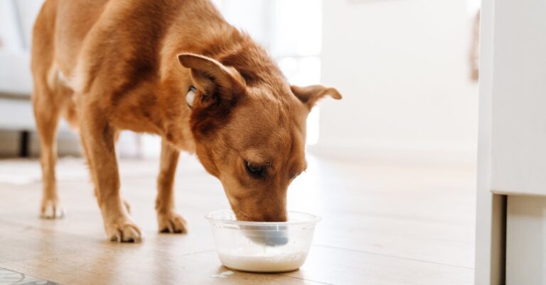 Top 5 Blenders for Homemade Dog Food